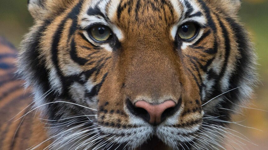 A close-up of a tiger looking intensely with its mouth slightly open