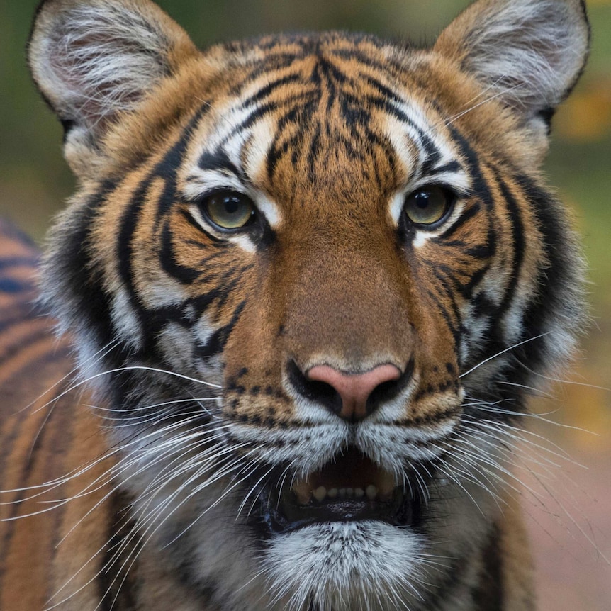 A close-up of a tiger looking intensely with its mouth slightly open