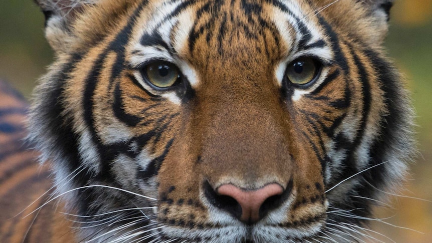 A close up of a tiger.