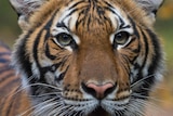 A close up of a tiger.
