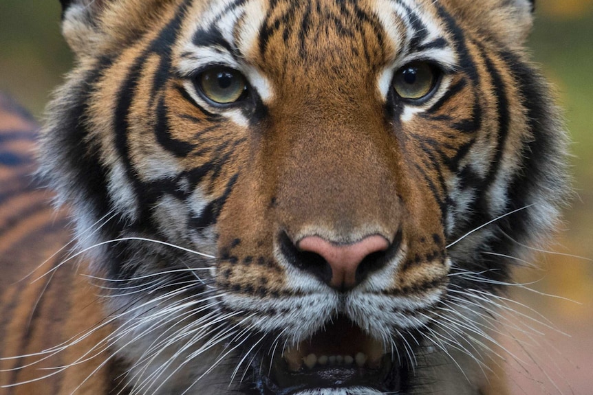 A close-up of a tiger looking intensely with its mouth slightly open