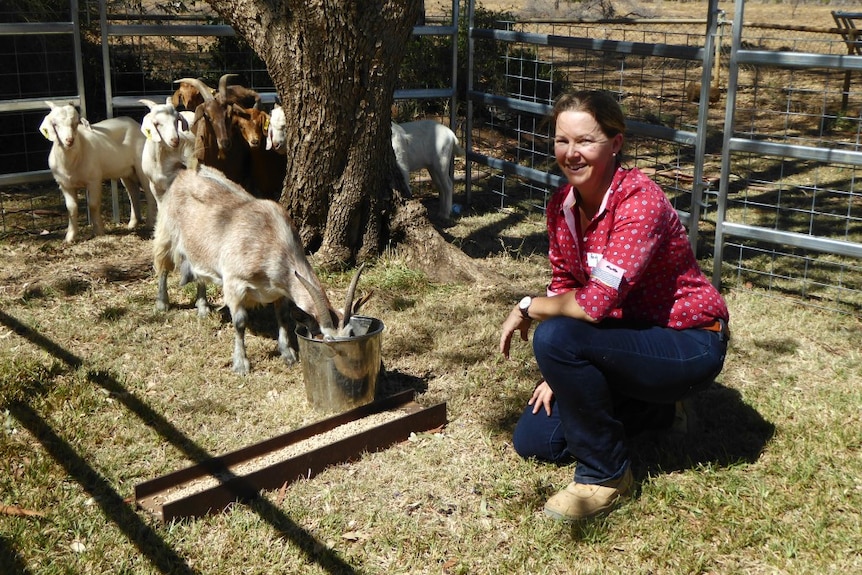 Woman kneels in pen with goats, one which has its head in a bucket