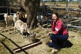 Woman kneels in pen with goats, one which has its head in a bucket