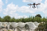 A drone flying above trees covered by nets in an orchard.