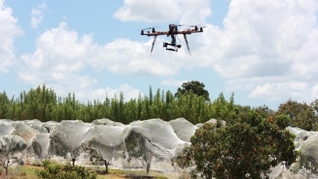 A drone flying above trees covered by nets in an orchard.