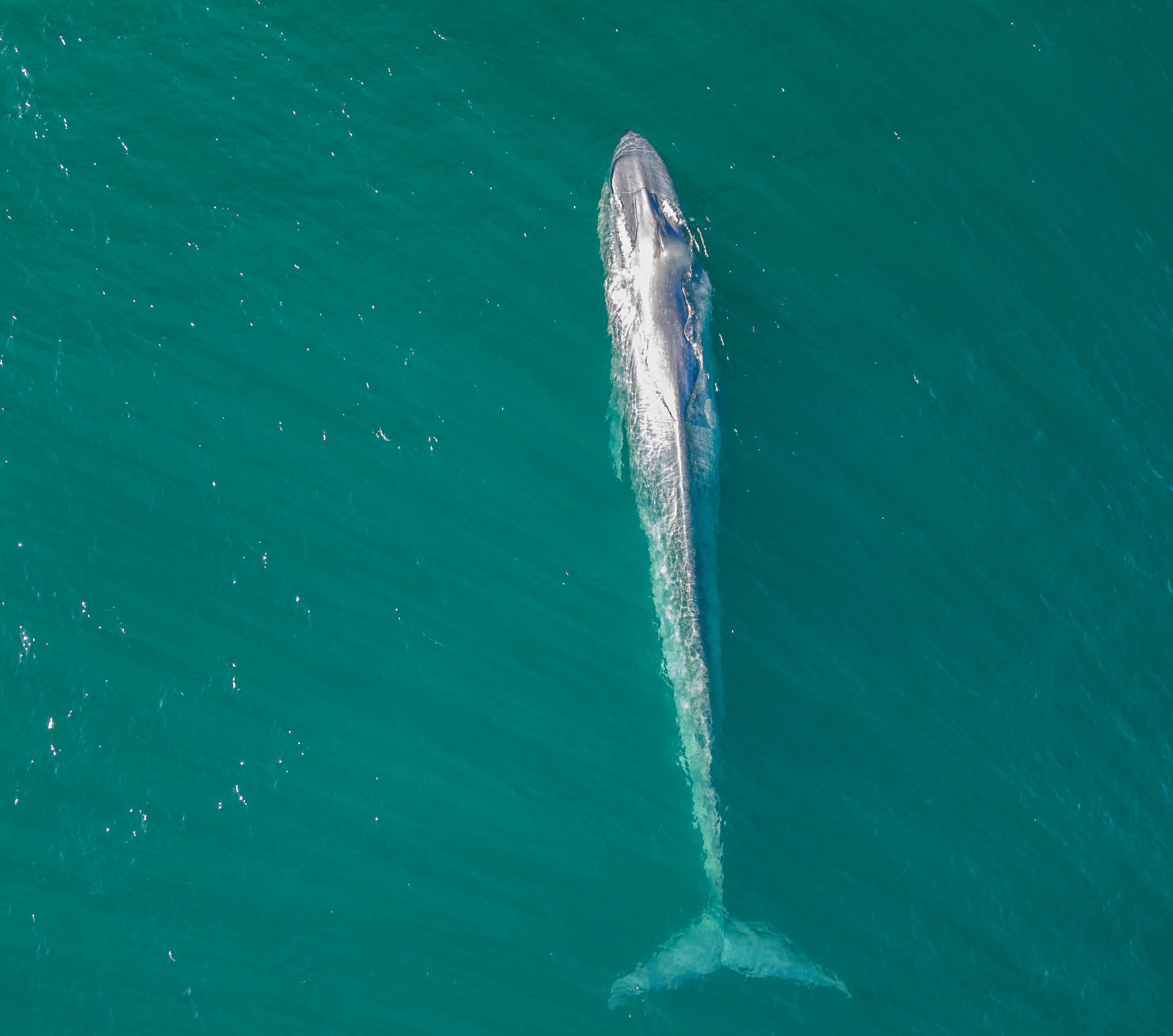 Rare pygmy blue whale sighted off Terrigal on NSW Central Coast - ABC News