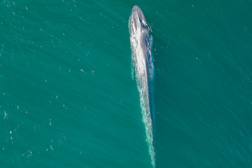 A blue whale