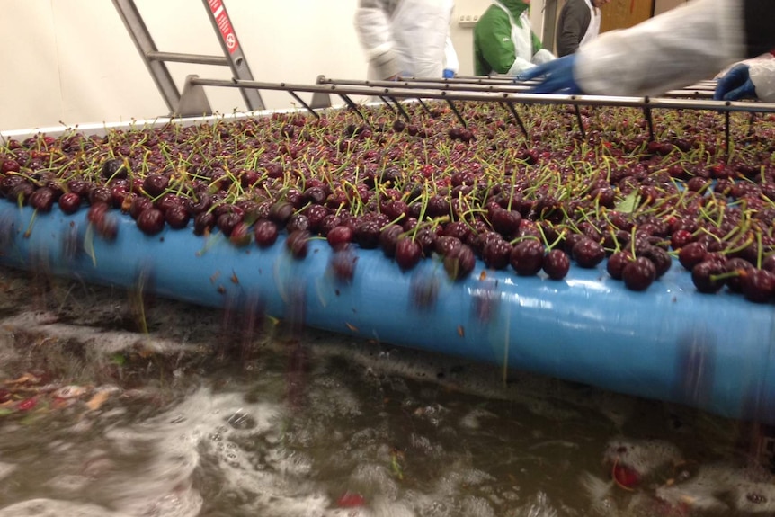 Cherries being washed at Reid Fruits