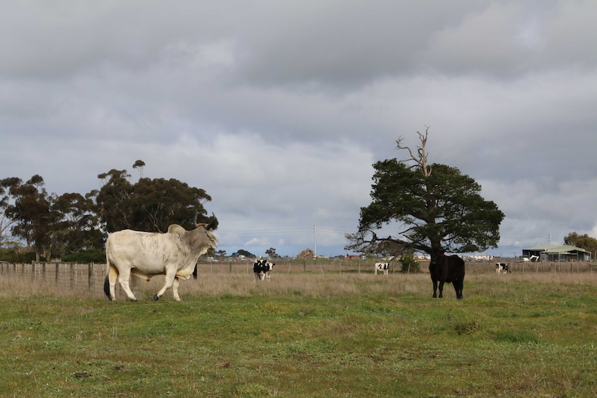 A large Brahman steer with other cattle in a paddock.