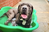 A dog in a green paddling pool.