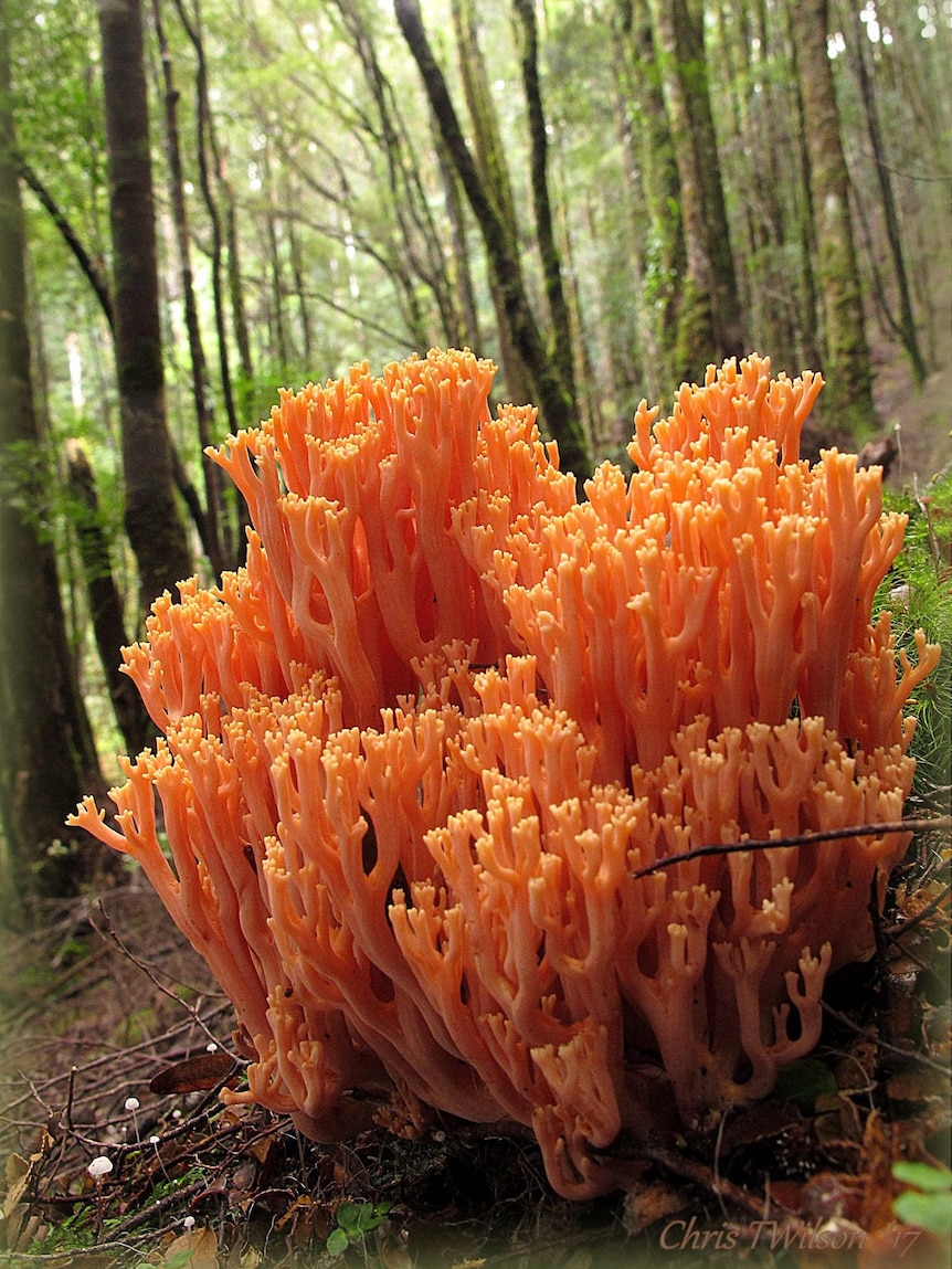 bright orange fungi that looks like coral