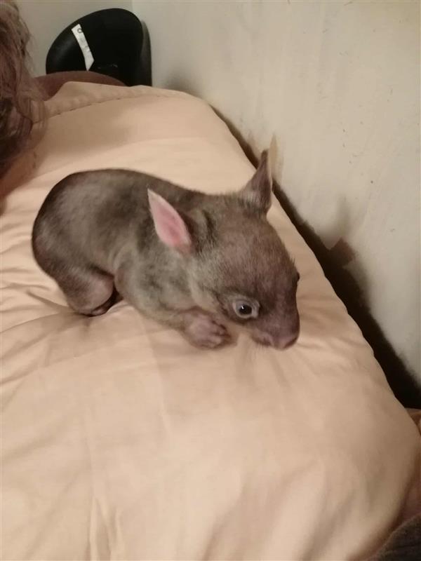 A baby wombat on a bed.