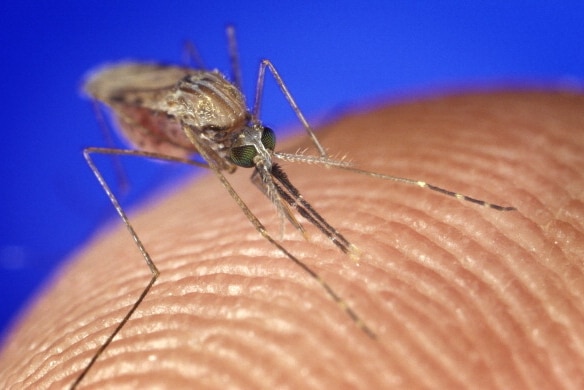 A feeding mosquito
