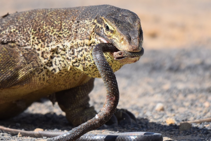 A yellow spotted goanna eating a black whip snake.