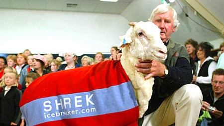 NZ's hermit sheep gets a haircut - ABC News