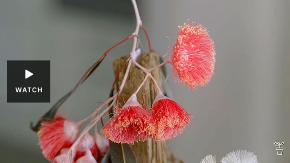 Eucalyptus flowers made from embroidery thread. Has Video.