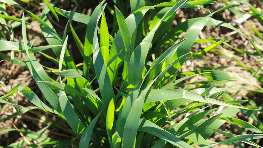 Wheat grows in the SA Mallee