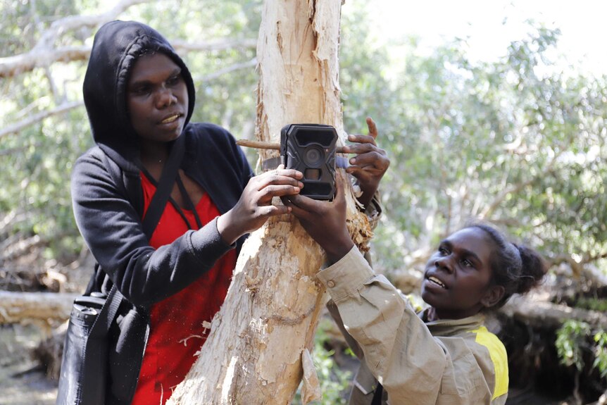 A surveillance camera fitted to a tree to watch what bush foods the pigs prefer and also to record numbers of pigs.