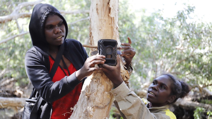 A surveillance camera fitted to a tree to watch what bush foods the pigs prefer and also to record numbers of pigs.