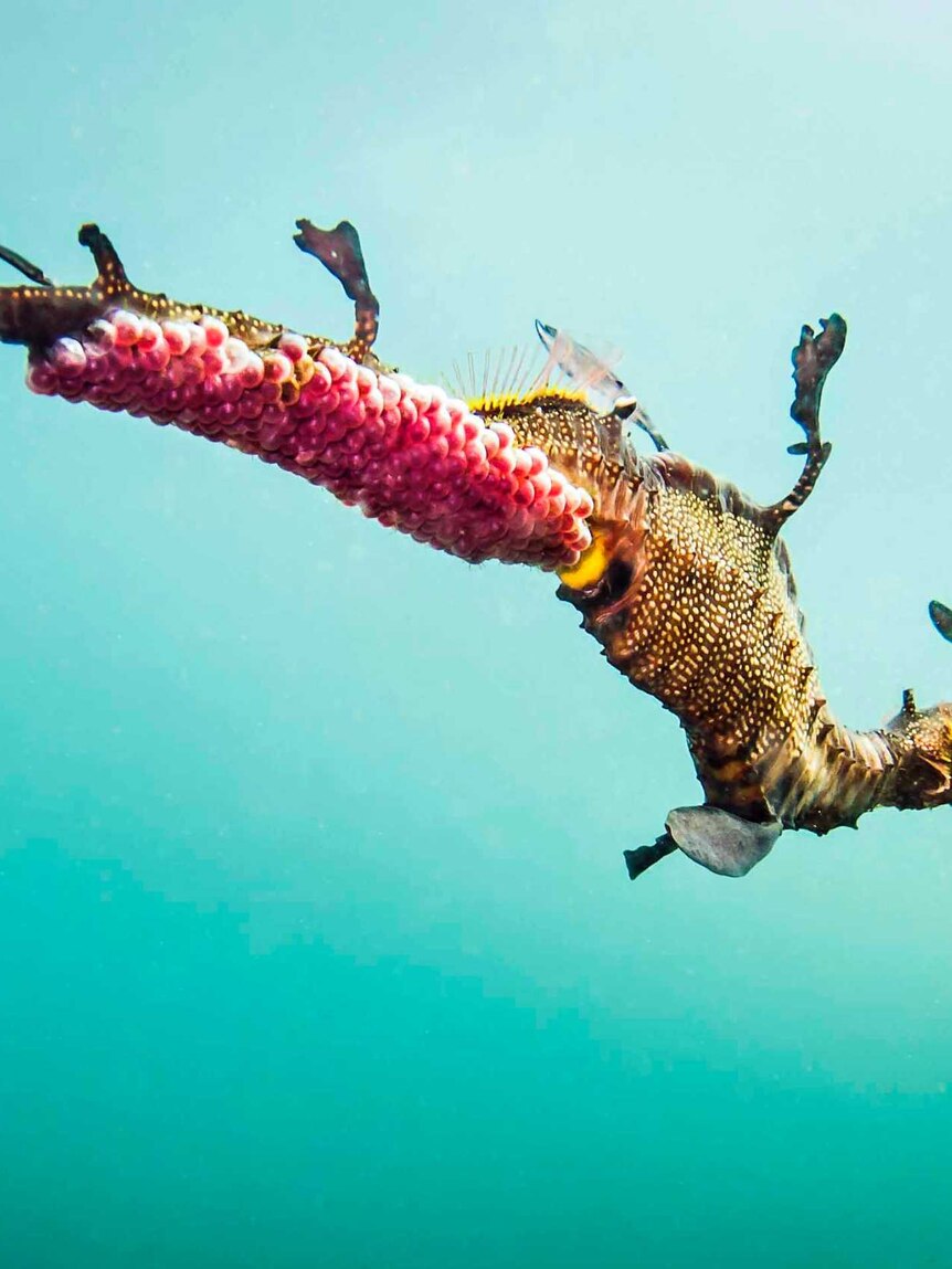 Weedy sea dragon at Bicheno