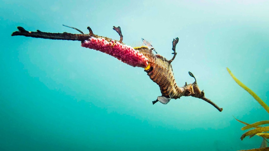 Weedy sea dragon at Bicheno