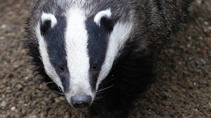 Badger looks for food