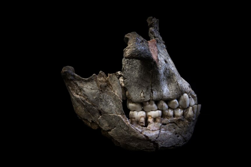 fossilised skull of pre-human species
