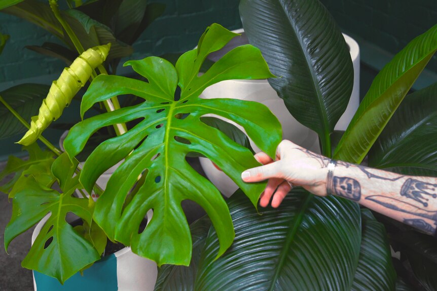 A close up of a Monstera leaf to show what it can look like alongside a different plant, style tips for home.
