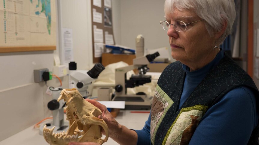 Dr Catherine Kemper holds the skull of a thylacine.