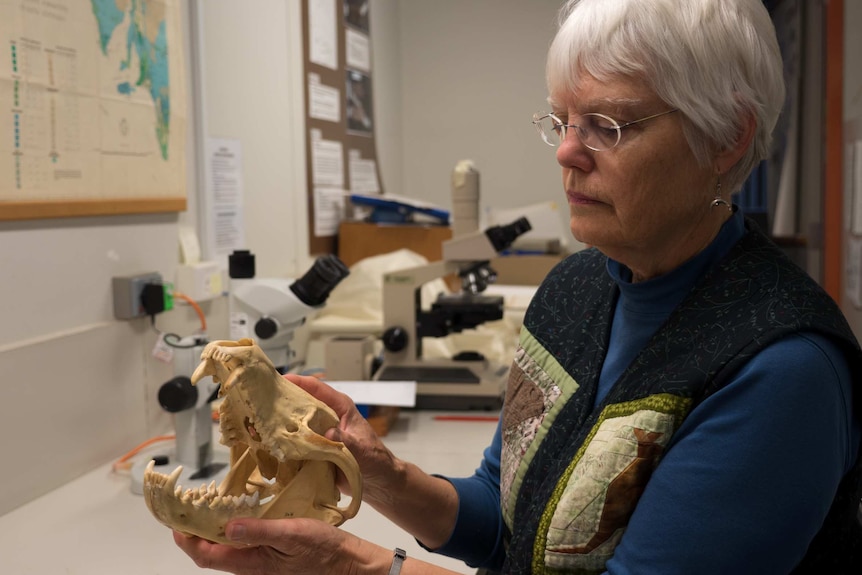 Dr Catherine Kemper holds the skull of a thylacine.