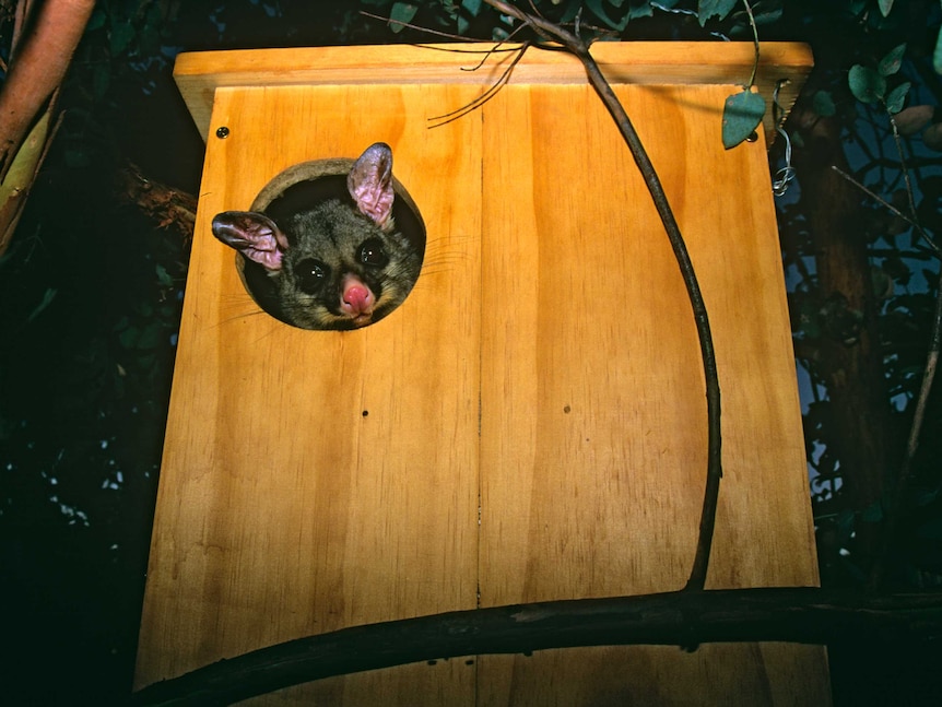 Possum peeking from a nesting box.