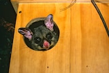 Possum peeking from a nesting box.