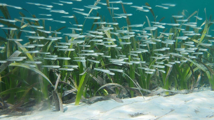 green seagrass meadow in blue sea with fish swimming past