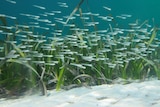 green seagrass meadow in blue sea with fish swimming past