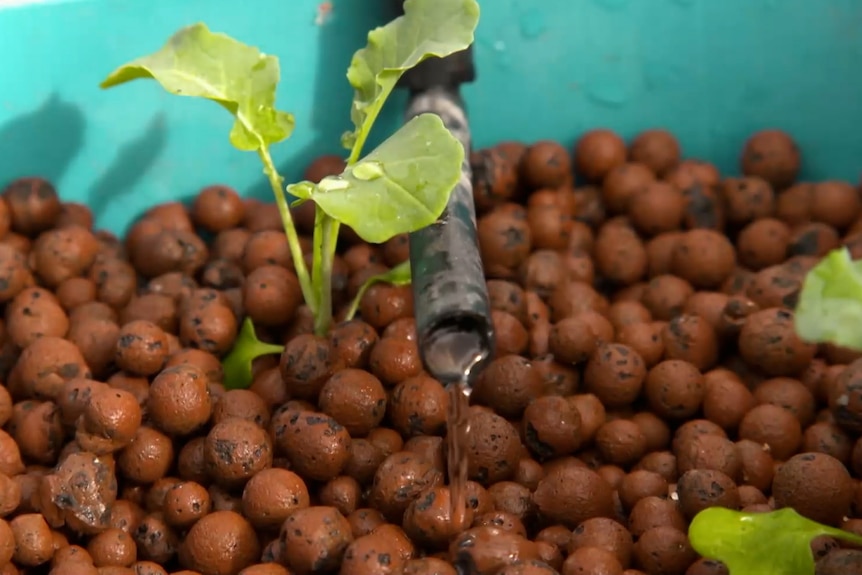 small plant in slay balls being watered via a small hose