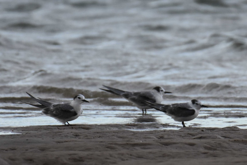 Aleutian Terns at Old Bar, Australia.