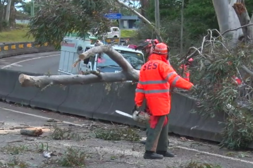 SES crews clear fallen tree in Blue Mountains, June 24, 2014