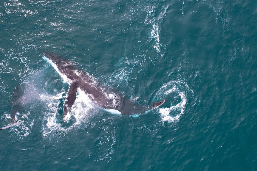 A whale splashes around