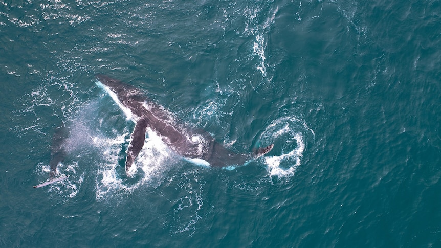 A whale splashes around