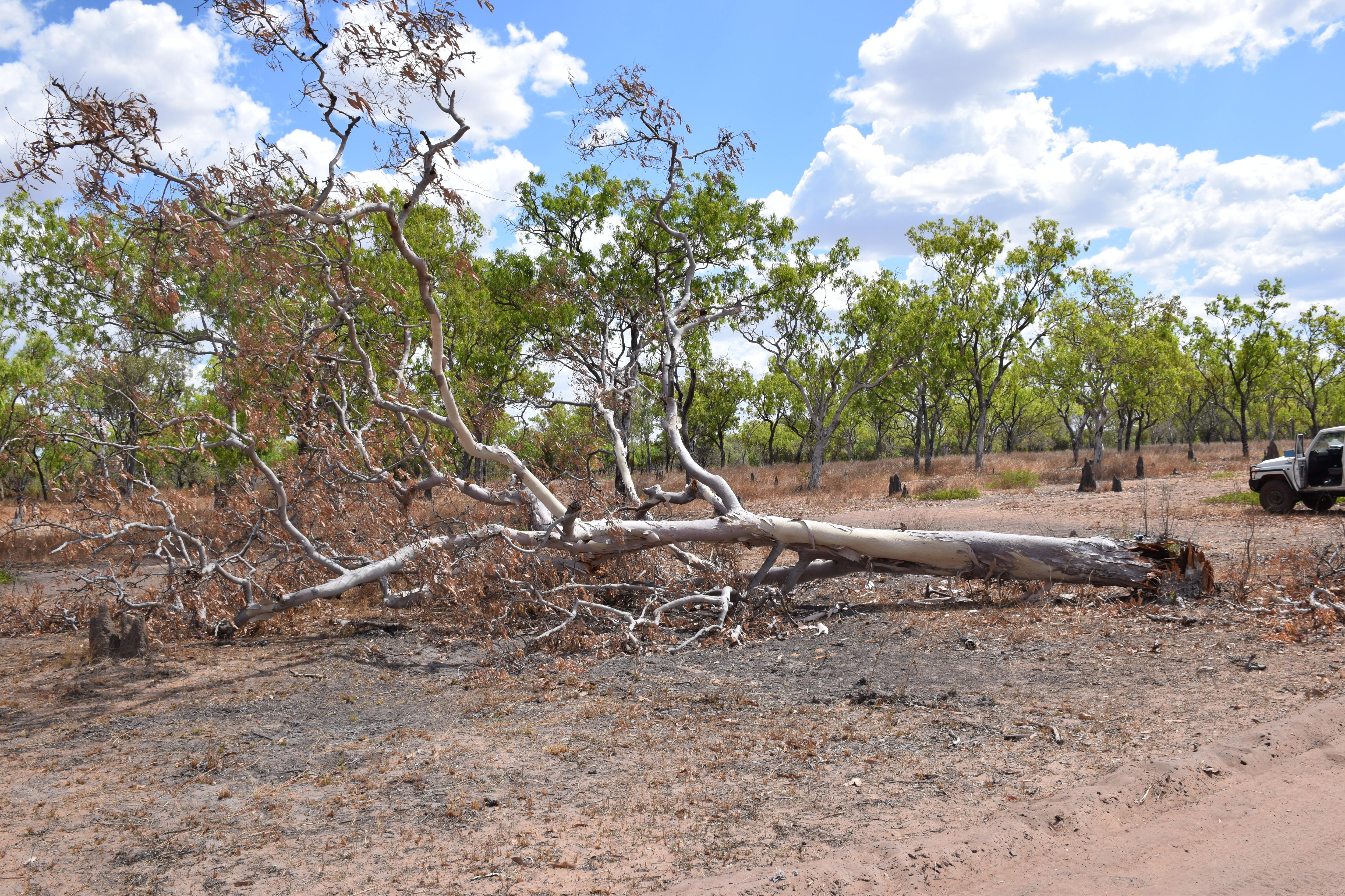 A dead tree knocked over beside a road.