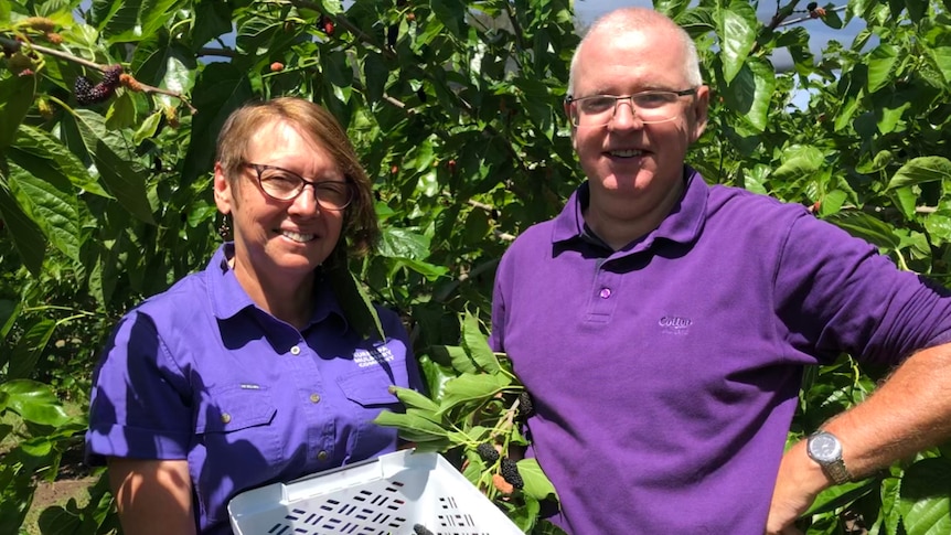 The couple smiles at the camera in front of mulberry trees loaded with fruit and carrying picked fruit in a tray.