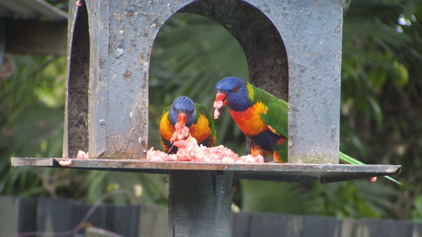 Two rainbow lorikeets tuck into pets mince in a backyard feeder in Elimbah.