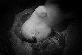 Polar bear Liya and her remaining cub at Sea World