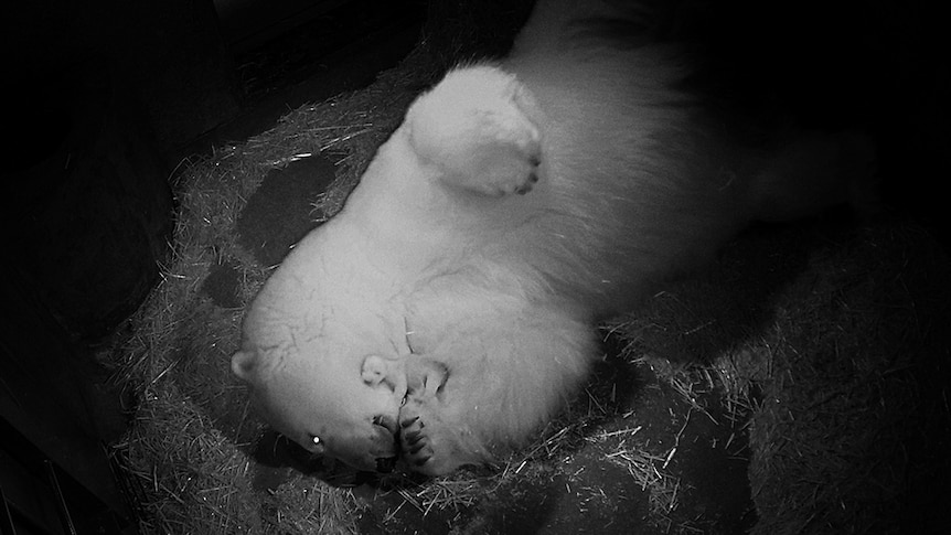 Polar bear Liya and her remaining cub at Sea World