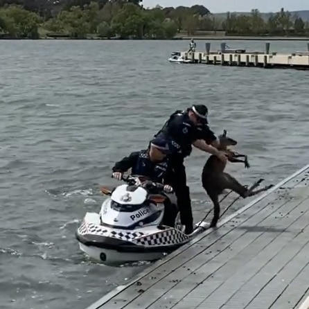 A policeman on a jetski in a lake carries a kangaroo and tries to place it on the shore.