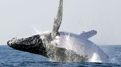 Humpback whale migration appears to be further out to sea than normal ...