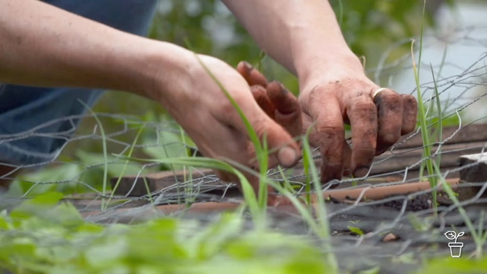 Hands placing wire over a garden bed to protect it.