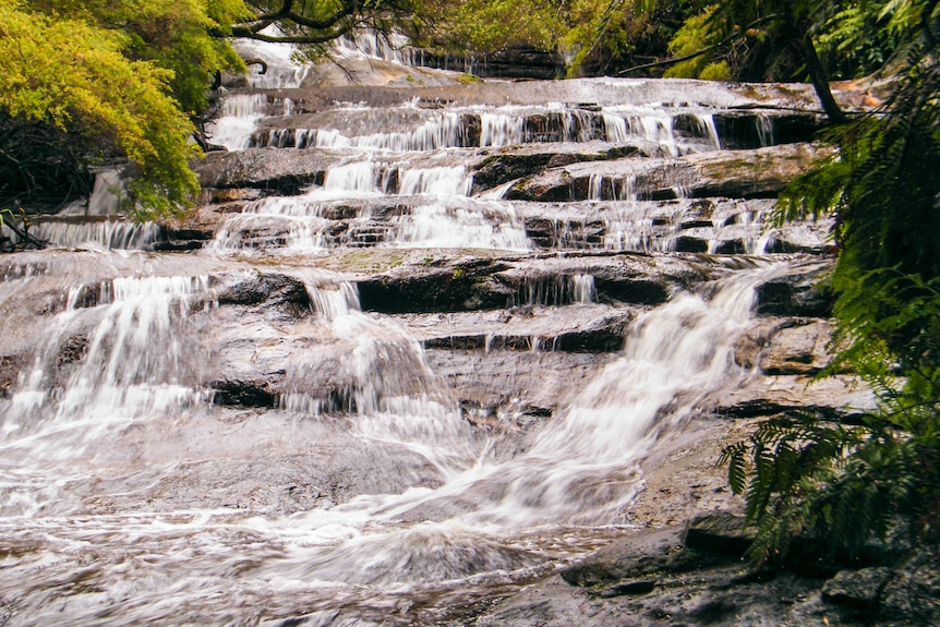 A photo of water rushing down rocky cascades that is surrounded by dark green ferns