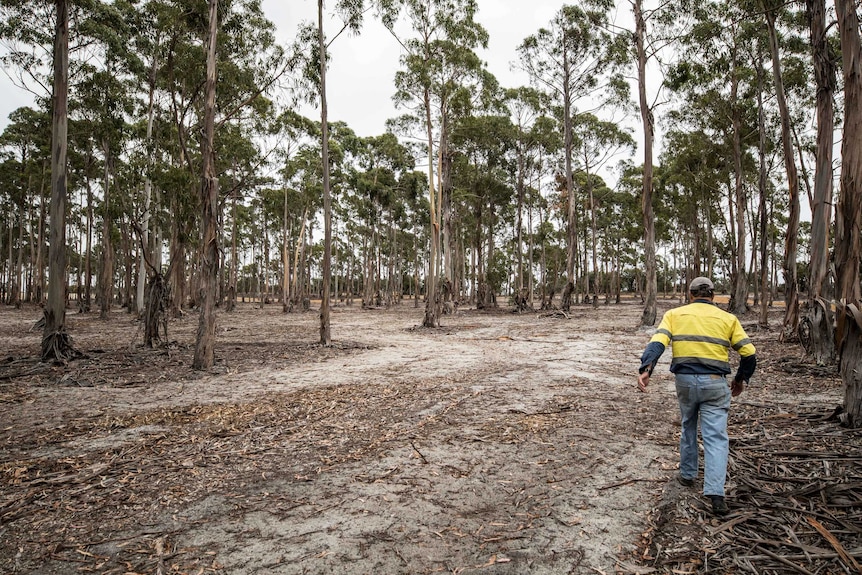 Farmer in a bluegum plantation where he wants to build a nature park