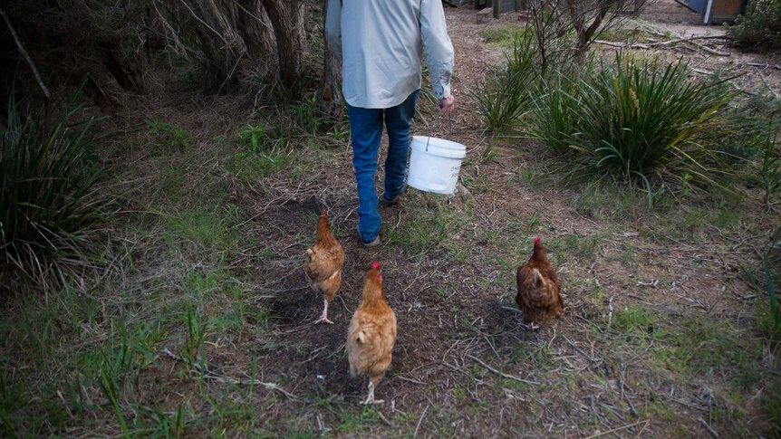 Chickens follow Tony as he carries a bucket labelled 'chook food'.